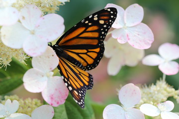 Close up of a Monarch Butterfly on a white and pink hydrangea bush