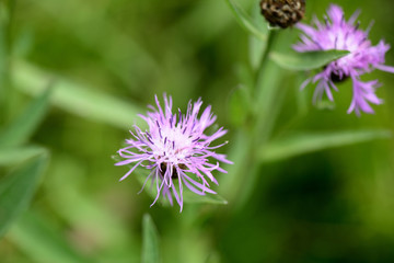 Meadow сornflower (Centaurea jacea) in a summer meadow on a sunny day close-up