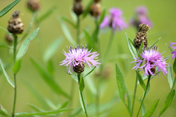 Meadow сornflower (Centaurea jacea) in a summer meadow on a sunny day close-up