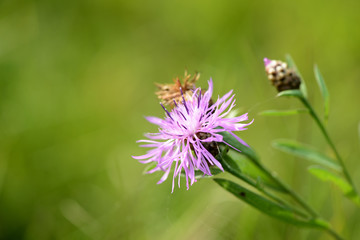 Meadow сornflower (Centaurea jacea) in a summer meadow on a sunny day close-up