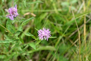 Meadow сornflower (Centaurea jacea) in a summer meadow on a sunny day close-up