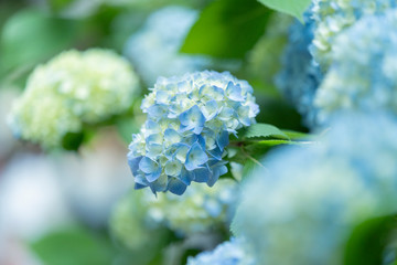 満開の鎌倉明月院の紫陽花 © pianoman555