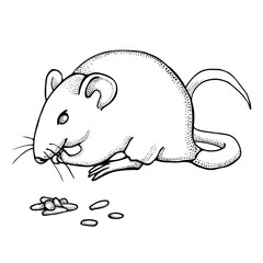 Hand drawn mouse or rat eats grain. Ink drawing. Vector with mammal animal isolated on white background. Illustration for T-shirt graphics, books images, poster, textiles.