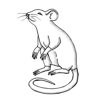 Mouse drawing Stock Photos, Royalty Free Mouse drawing Images |  Depositphotos