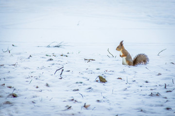 red squirrel posing at the park.Cute red squirrel looking at winter scene - photo with nice blurred snow background.squirrel in winter, standing in falling snow.Copy space