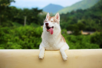 Siberian Husky light red and white colors smiling portrait with mountain and forest background. Happy dog. Dog smile.