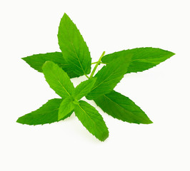 fresh mint leaves isolated on white background
