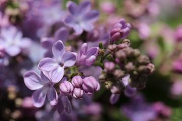 Fototapeta na wymiar Purple Lilac Bush Blossoms