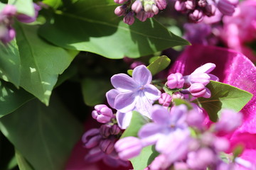 Purple Lilac Bush Blossoms