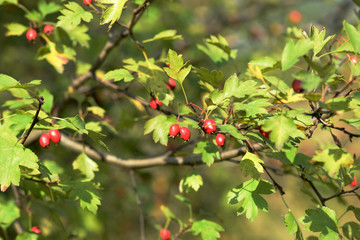 A branch of a hawthorn bush with ripe fruits illuminated by the bright sun on an autumn day in the forest