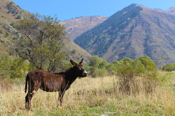 beautiful little donkey walks in the mountains
