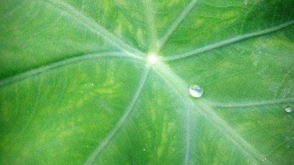 green leaf with water drops
