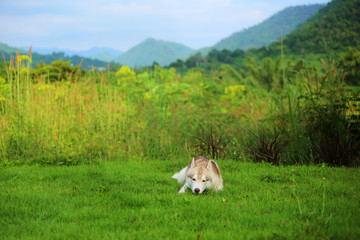 Siberian Husky lying on grass field with mountain background. Lazy dog.
