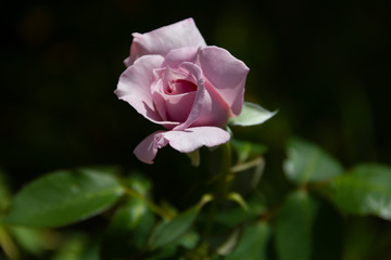 rosa cor-de-rosa