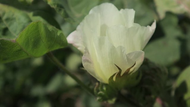 green cotton farm