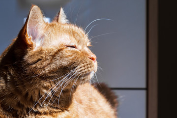 Profile of orange cat with the face turned towards the light, closed eyes