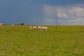 bois e vacas no campo