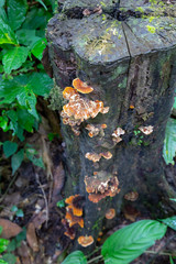 fungus on the tree