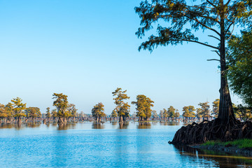 The Bayous in Louisiana in the early Morning, USA