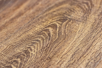Sliced brown oak texture side / focus with shallow depth of field