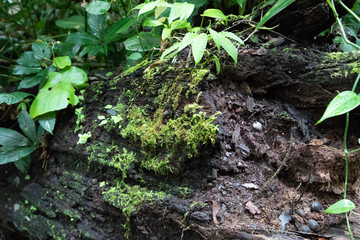 moss on the wall