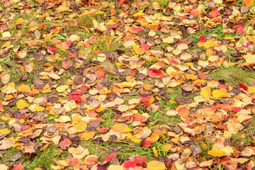 Autumn leaves on grass as background or texture.