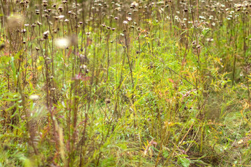 Drying forest flowers in the autumn sunny meadow