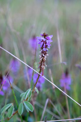 purple flowers in a field