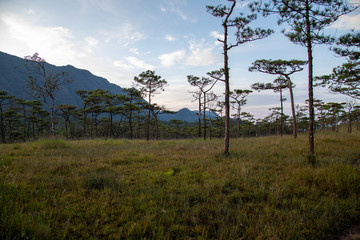 Fototapeta premium trees in the forest
