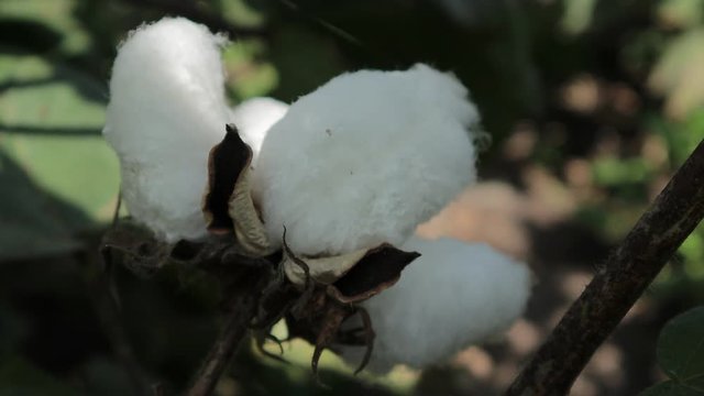 green cotton farm