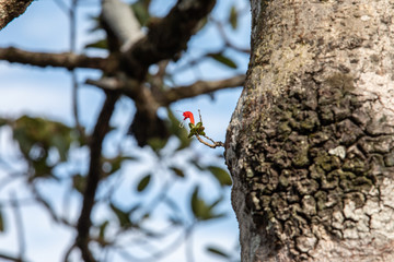 red flowers on a tree