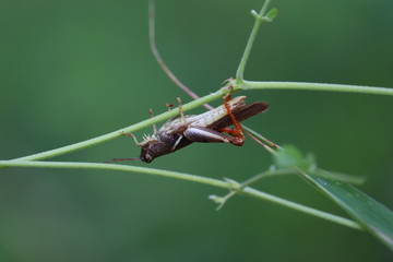 A Lone Grasshopper .A bright green grasshopper .