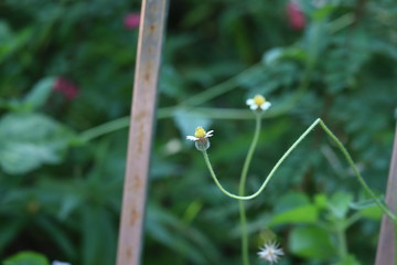 Small yellow flower with white lobe around above grass