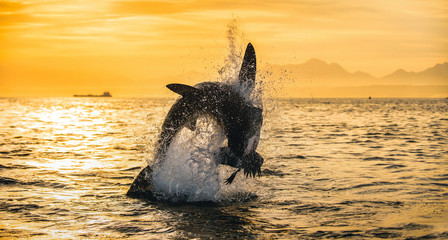 Silhouette of jumping Great White Shark on sunrise sky background. (Carcharodon carcharias). South...