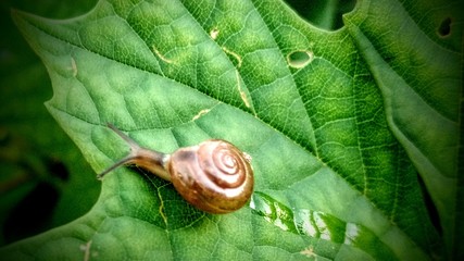 snail on leaf