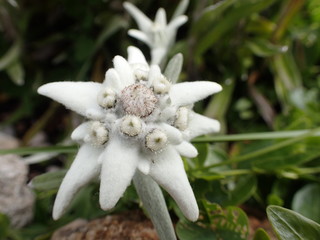 Edelweis 3