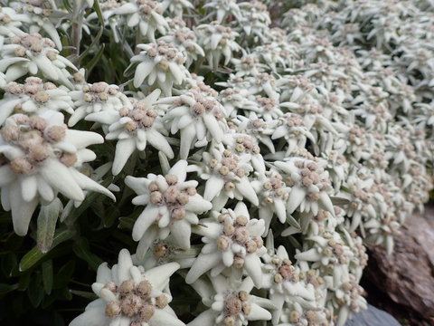 Edelweis 4