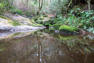 stream in the forest