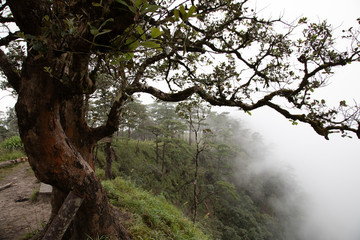 tree in the fog
