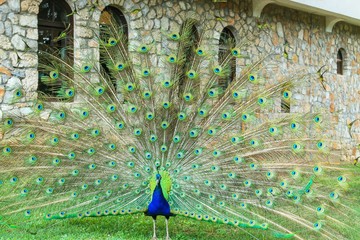 Peacock in the Sveti Naum monastery on Ohrid lake, Macedonia FYROM 