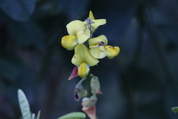 Beautiful unusual yellow flowers