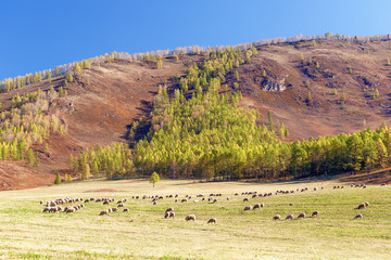 Sheeps on the meadow in mountains. Sheeps, lambs on the mountain farm with green grass.