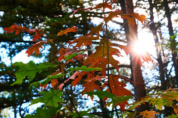 Sun shines through the leaves in an autumn forest.