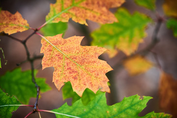 Naklejka na ściany i meble The colors of autumn leaves.