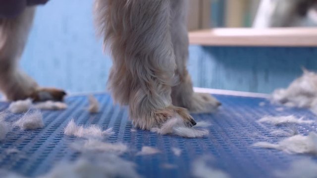 close up of paw Yorkshire terrier and fur after shearing a dog with a mechanical trimer falls on the table in grooming salon