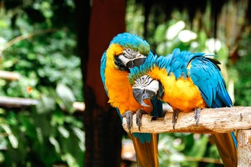 Obraz premium Blue and Golden Macaw