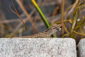 Closeup of a Lizard with Prey in his Mouth at the Swamps of the Everglades, Florida, USA