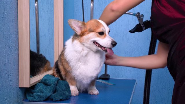 A adorable welsh corgi pembroke getting his fur  dried with a blower at the groomer in grooming salon.