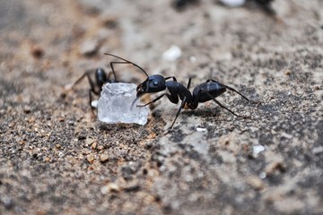 Ant celebrations