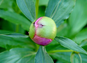 Peony bud on a green background.